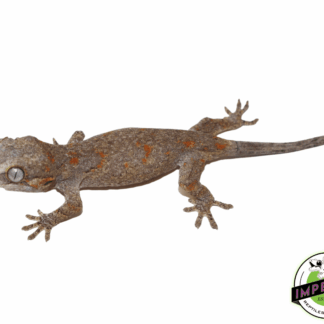 Blotched Gargoyle Gecko Baby