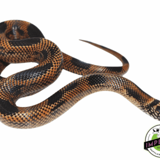 Goins Blaze Blotched Kingsnake Baby