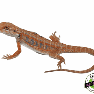 Blue Bar Flame Hypo Bearded Dragon Juvenile