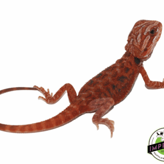 Blue Bar Fuego Bearded Dragon Baby