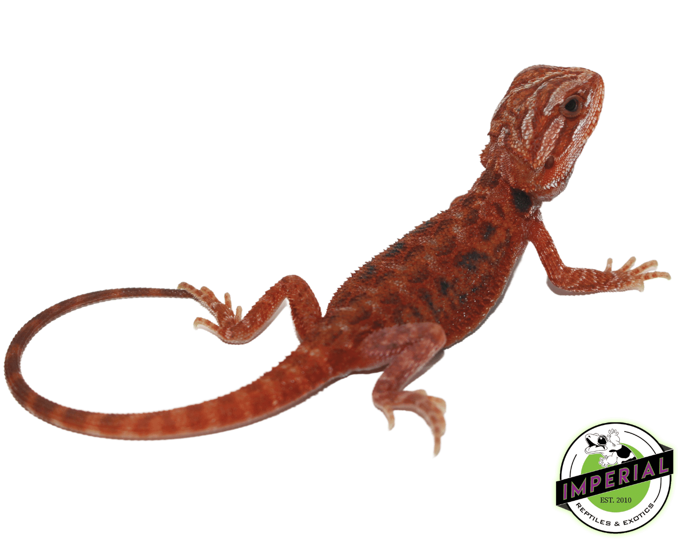 Blue Bar Fuego Bearded Dragon Baby