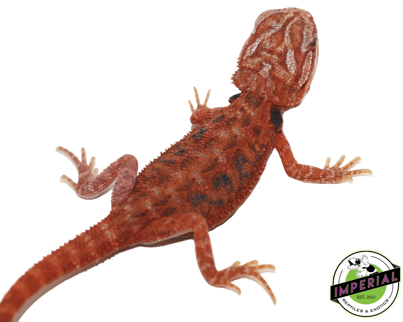 Blue Bar Fuego Bearded Dragon Baby - Image 3