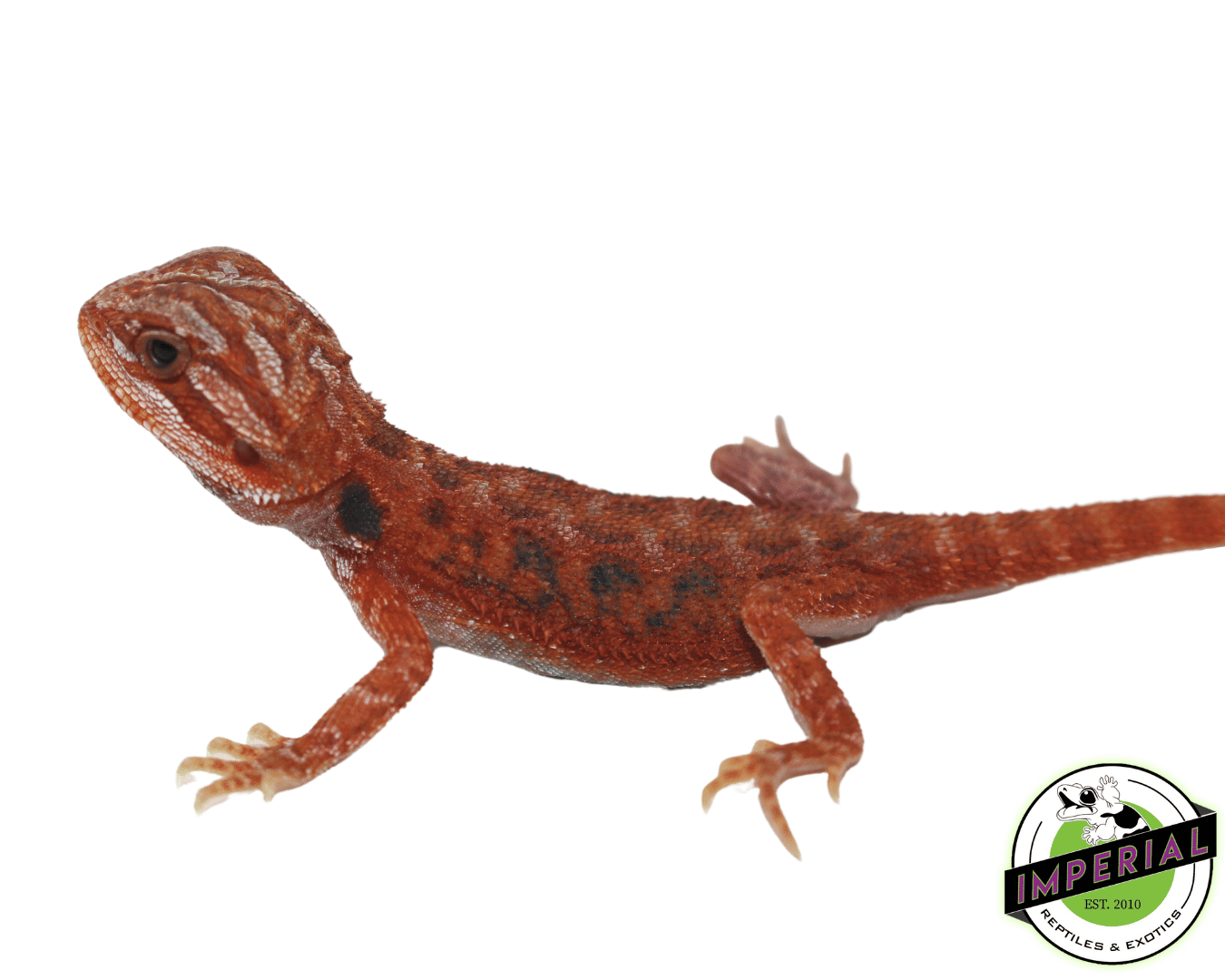 Blue Bar Fuego Bearded Dragon Baby - Image 2