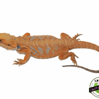 Blue Bar Sunrise Bearded Dragon Young Adult Female