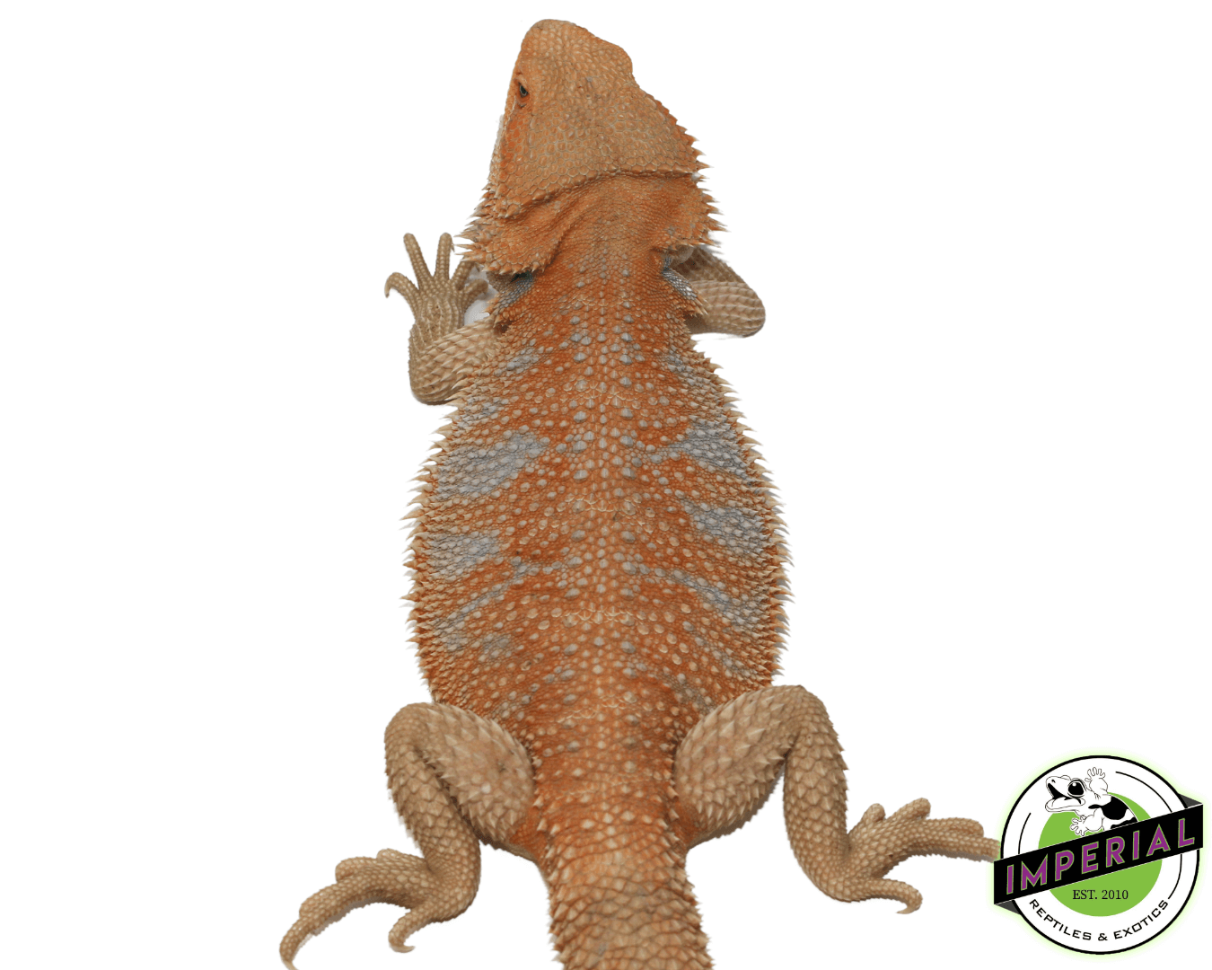 Blu-Tang Hypo Bearded Dragon Young Adult Male - Image 2