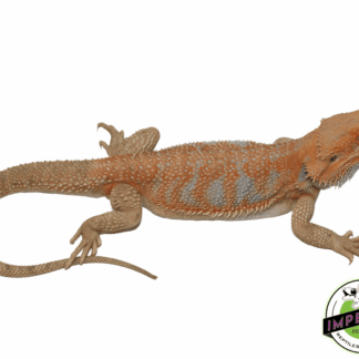 Blu-Tang Hypo Bearded Dragon Young Adult Male