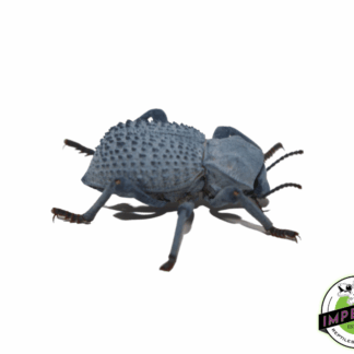 Blue Death Feigning Beetle