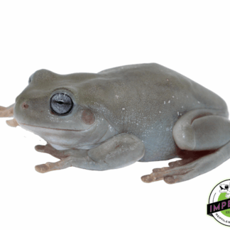 Blue Eyed White's Tree Frog Juvenile