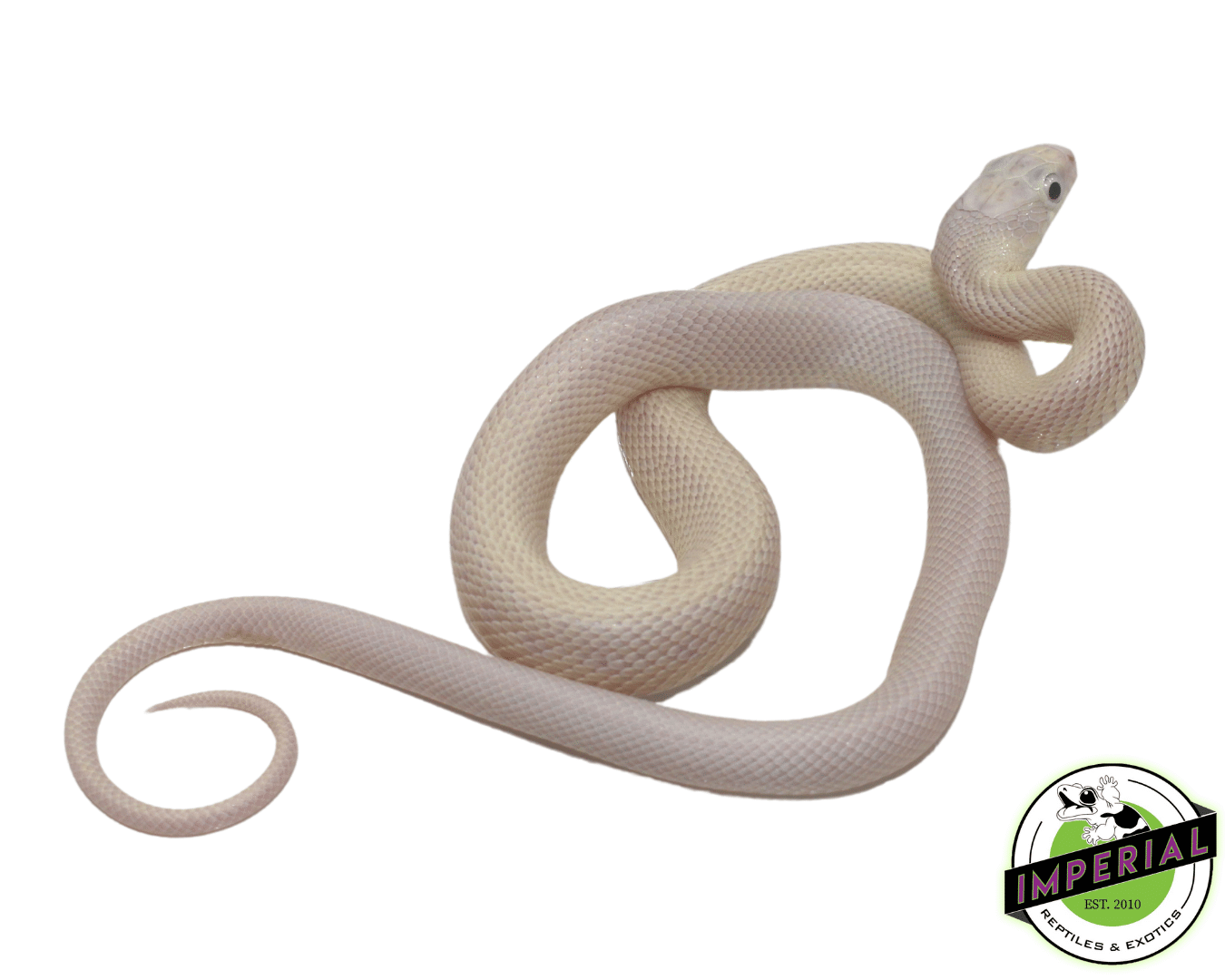 Blue Eye Leucistic Texas Rat Snake - Image 2