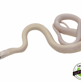 Blue Eye Leucistic Texas Rat Snake