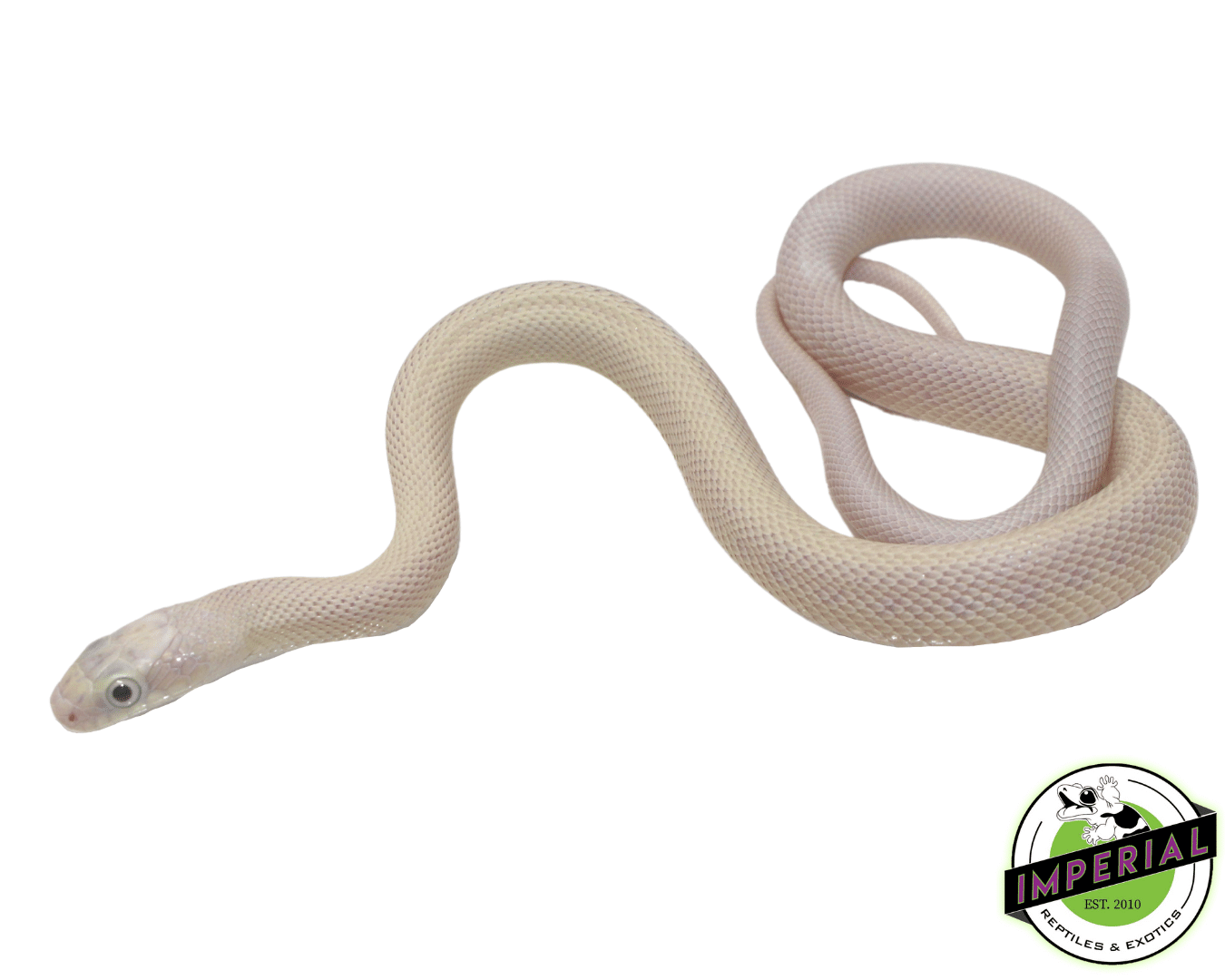 Blue Eye Leucistic Texas Rat Snake