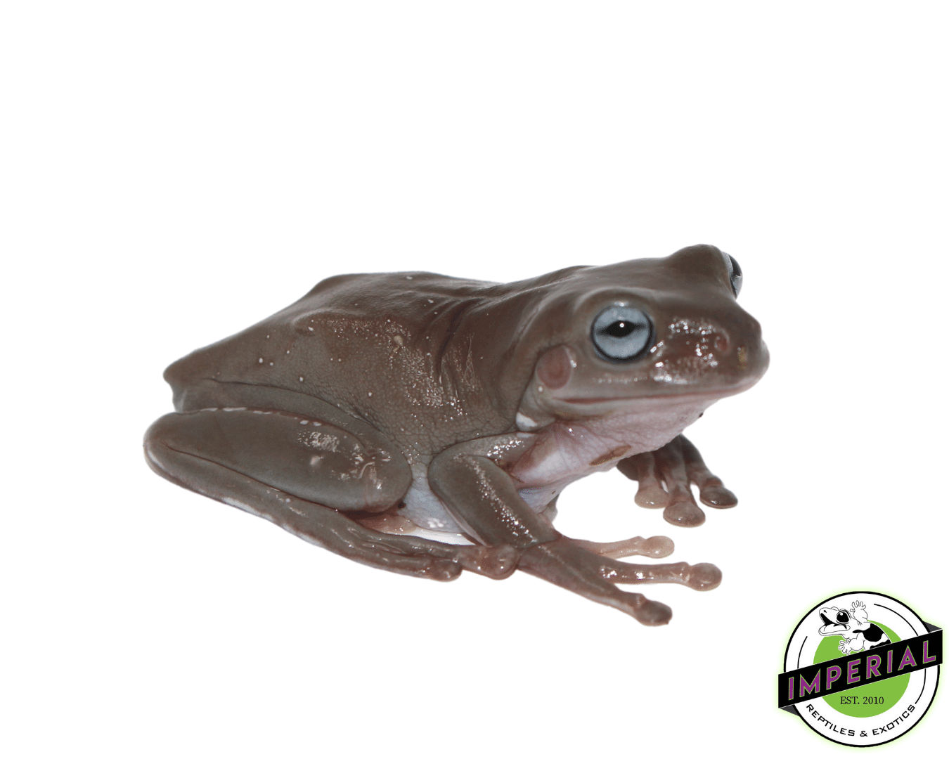 Blue Eyed White's Tree Frog Baby - Image 3