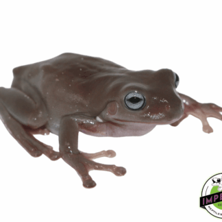 Blue Eyed White's Tree Frog Baby