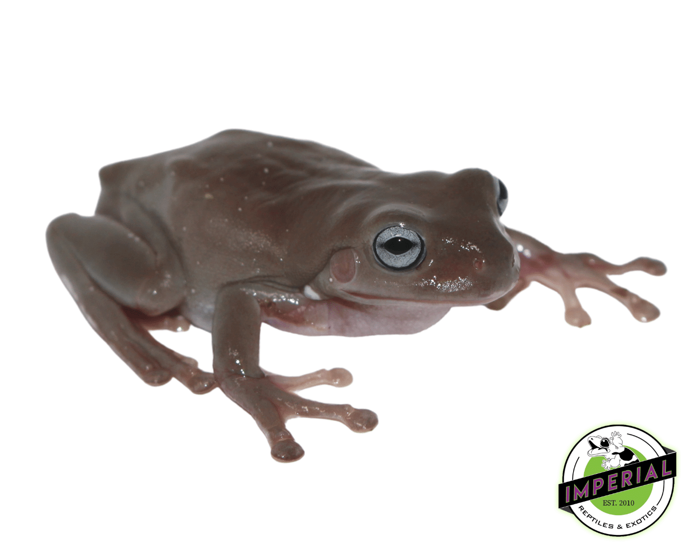 Blue Eyed White's Tree Frog Baby