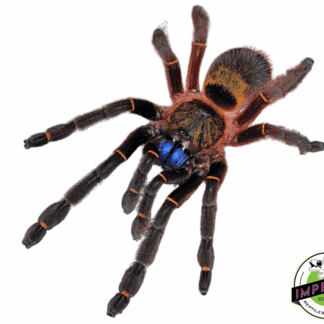 Blue Fang Skeleton Tarantula (Ephebopus cyangnathus)