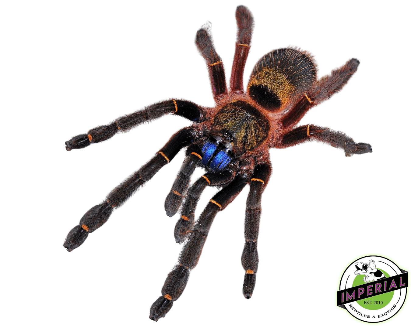 Blue Fang Skeleton Tarantula (Ephebopus cyangnathus)