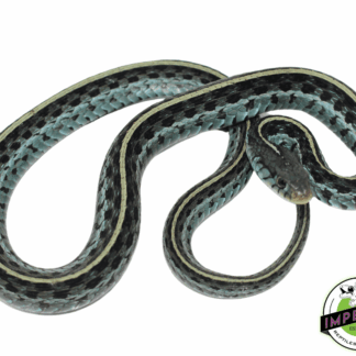 Blue Garter Snake