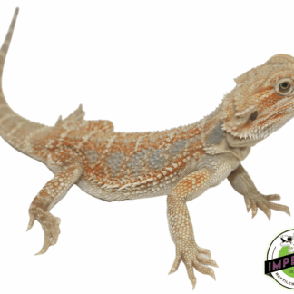 Blue Bar Orange Hypo Bearded Dragon