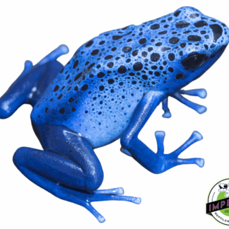 Blue Azureus Dart Frog (Dendrobates tinctorius)