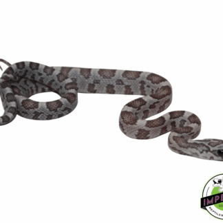 Blue Sunkissed Corn Snake Baby