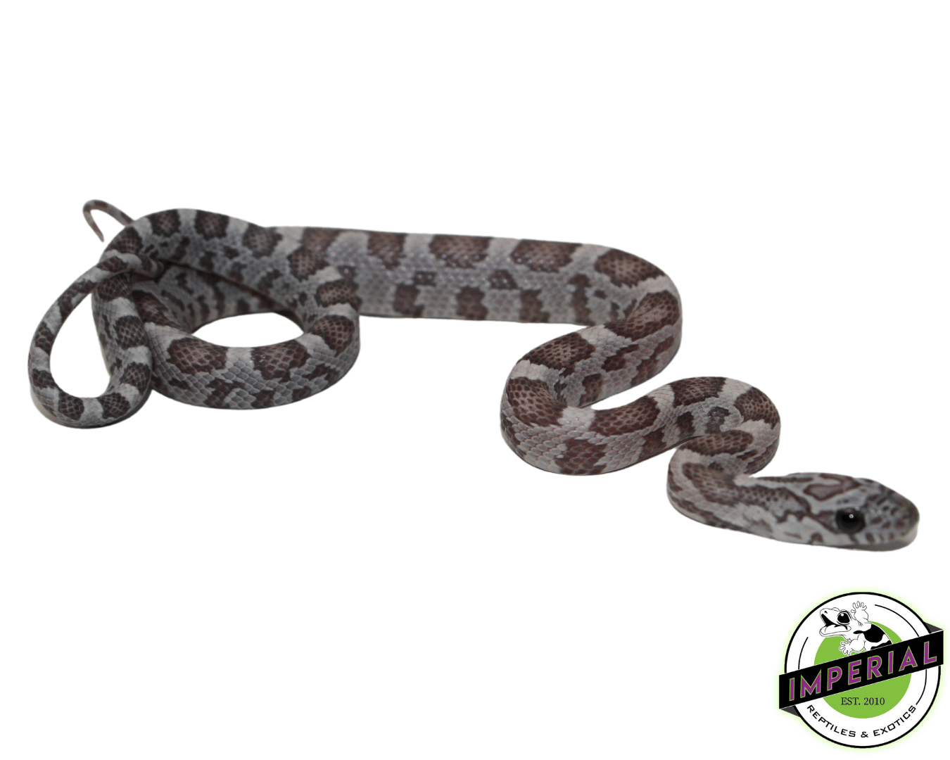 Blue Sunkissed Corn Snake Baby