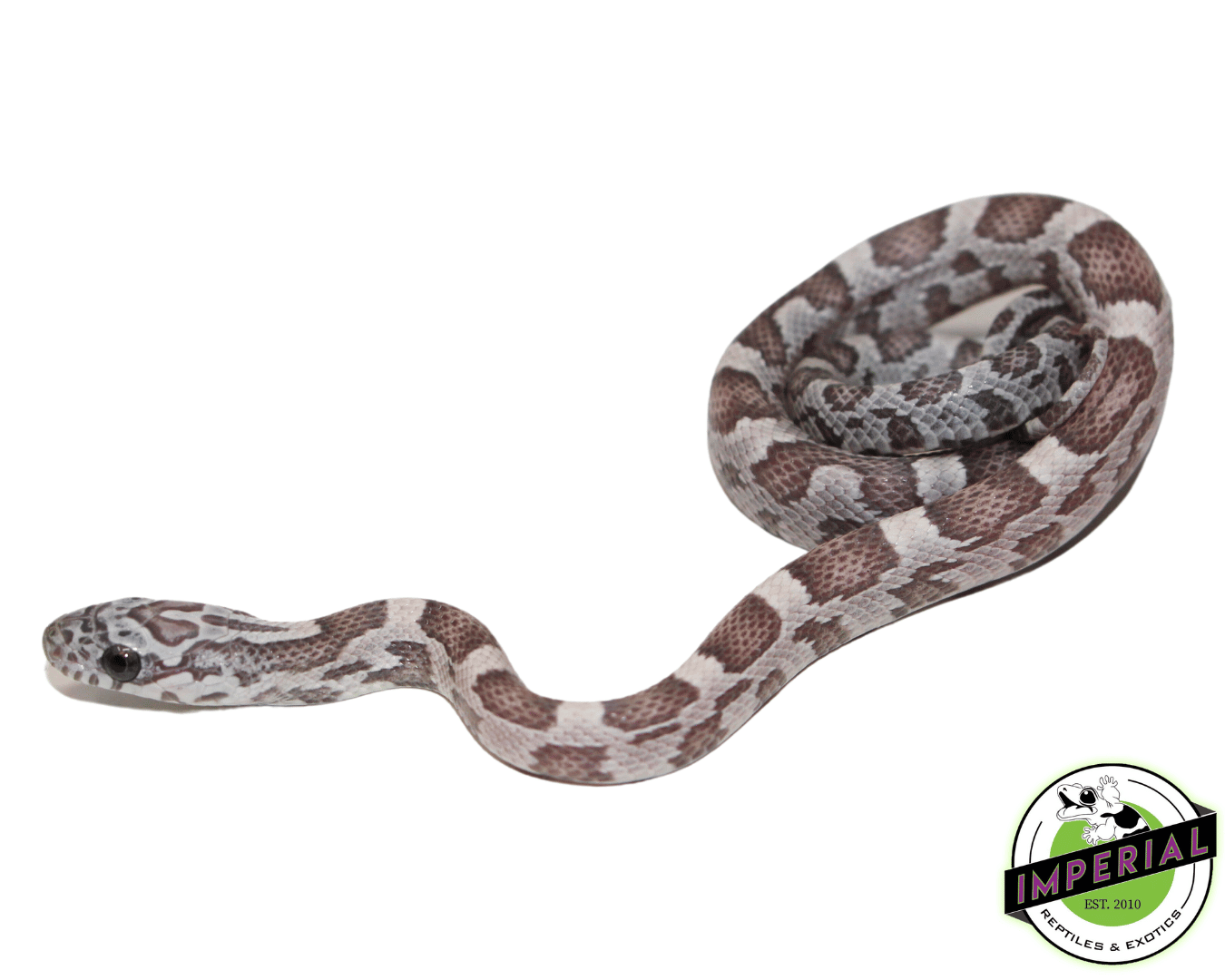 Blue Sunkissed Corn Snake Baby - Image 2