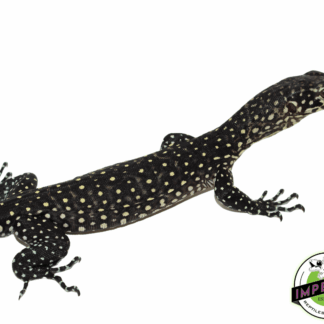 Blue Tail Monitor Baby