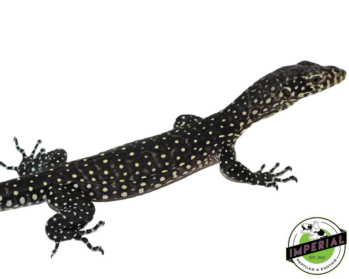 Blue Tail Monitor Baby