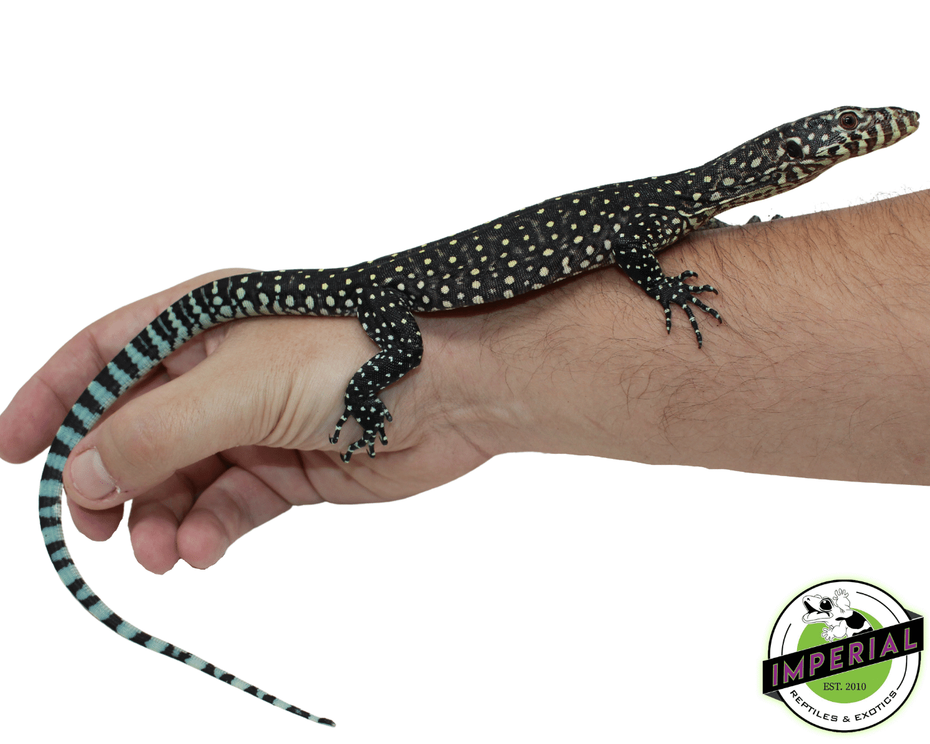 Blue Tail Monitor Baby - Image 2