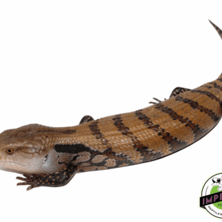 Merauke Blue Tongue Skink Baby