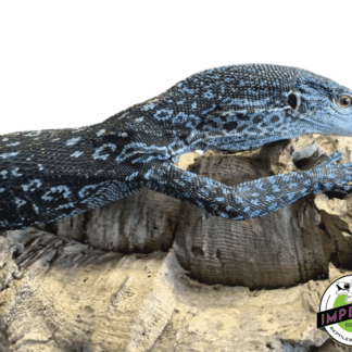 Blue Tree Monitor