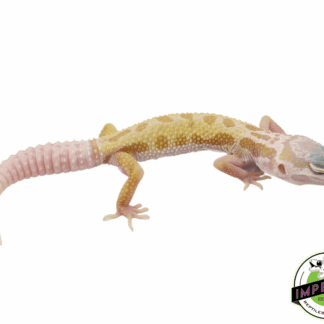 Mack Snow Patternless x Black Night Leopard Gecko Baby