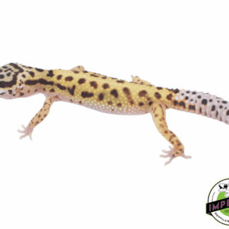 Bold Leopard Gecko