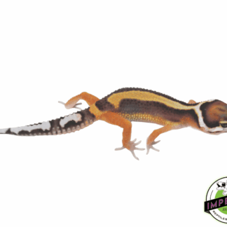 Bold Stripe Leopard Gecko Baby