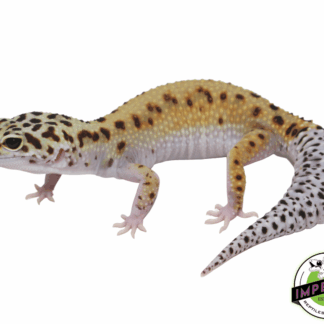 Bold Eclipse Leopard Gecko Adult Female