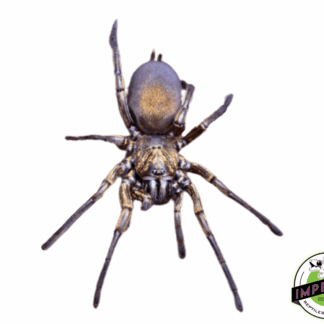 Bolivia Curtain Web Spider Pair