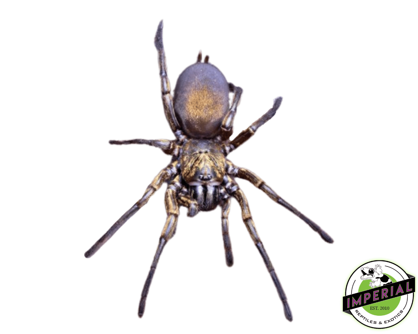 Bolivia Curtain Web Spider Pair