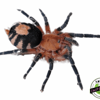 Bolivian Dwarf Beauty Tarantula (Cyriocosmus perezmilesi)