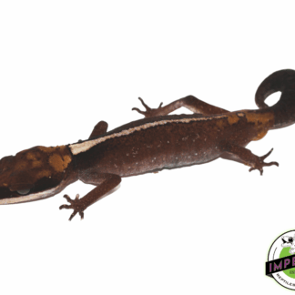 Borneo Cat Gecko Baby