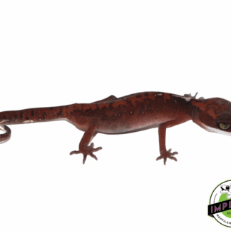 Borneo Cat Gecko Young Adult