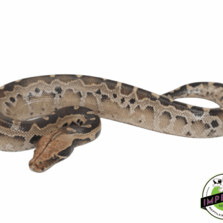 Borneo Short Tail Python Baby