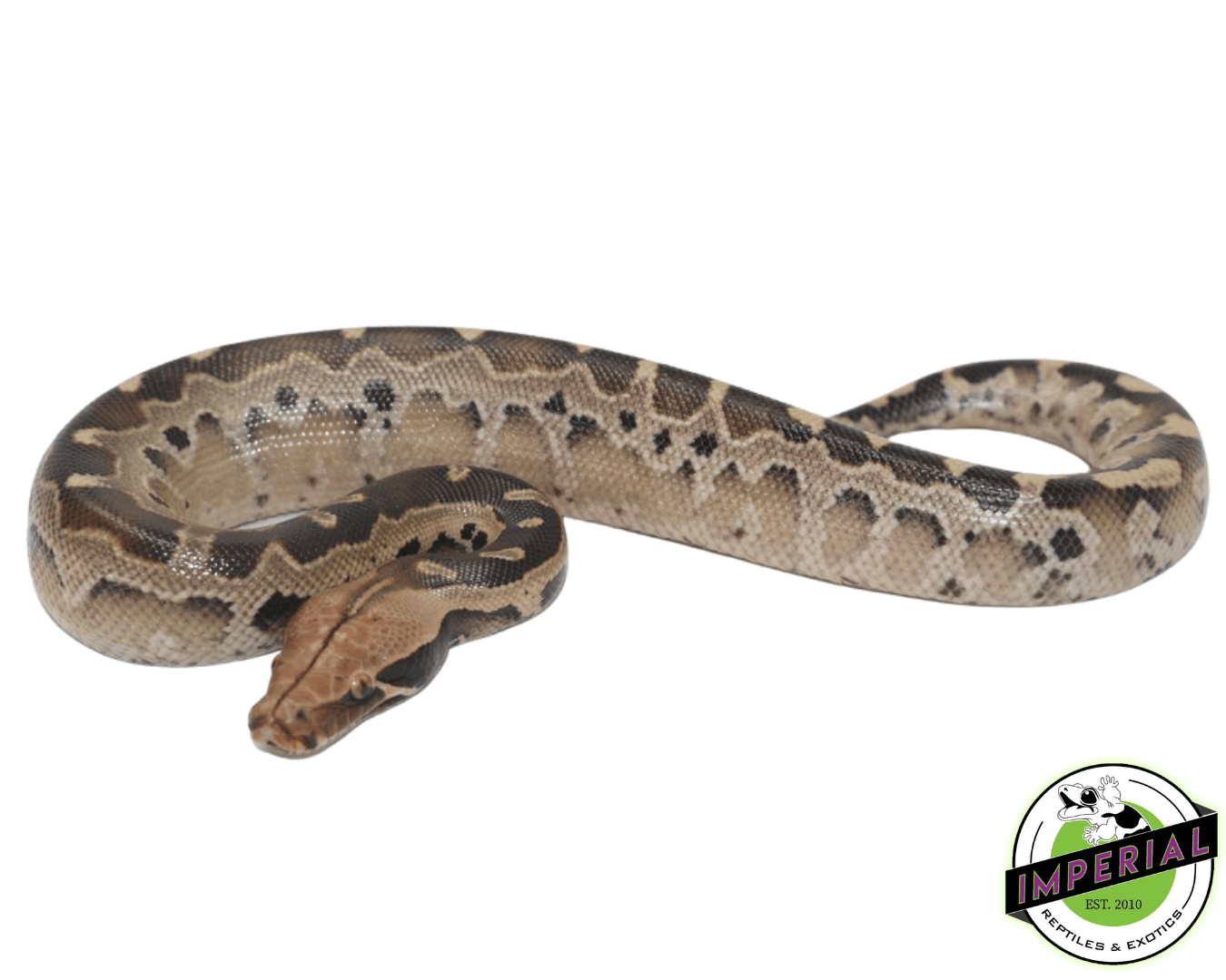 Borneo Short Tail Python Baby