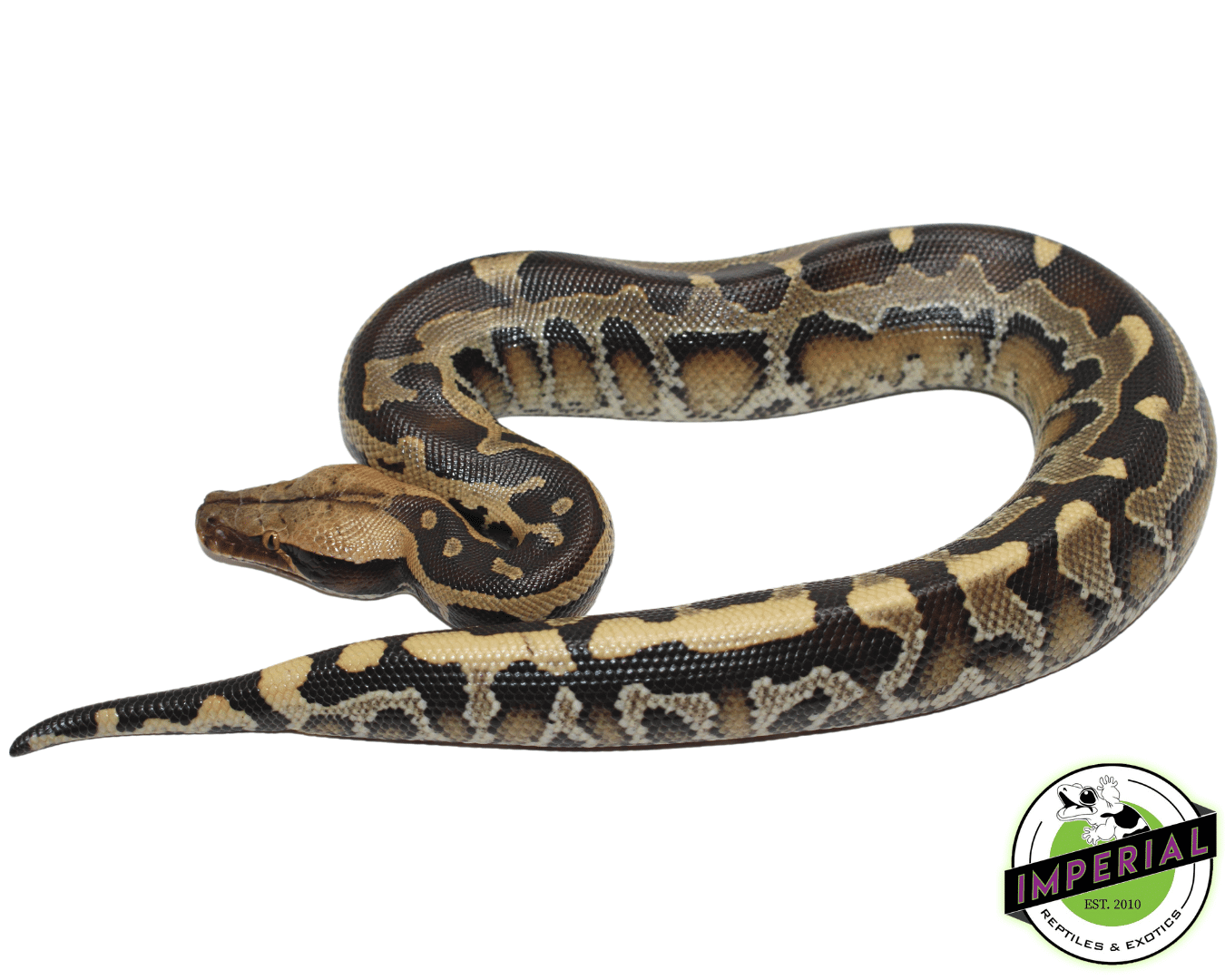 Borneo Short Tail Python Baby - Image 2