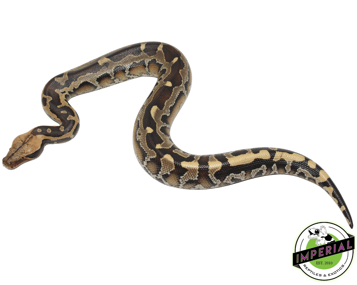 Borneo Short Tail Python Baby - Image 3