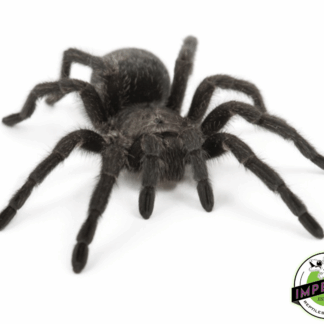 Brazilian Black Tarantula (Grammostola pulchra)