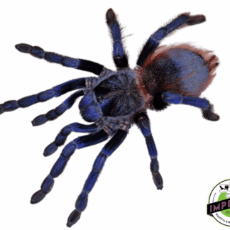 Brazilian Blue Violet Tarantula (Pterinopelma sazimai)