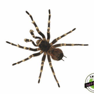 Brazilian Giant Black & White Tarantula