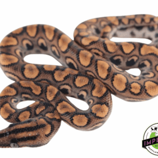 Brazilian Rainbow Boa Baby