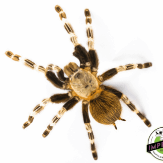 Brazilian Red & White Tarantula (Nhandu Chromatus)