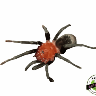 Brazilian Red Head Tarantula (Bumba horrida)